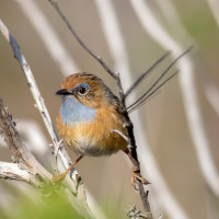 Southern Emuwren